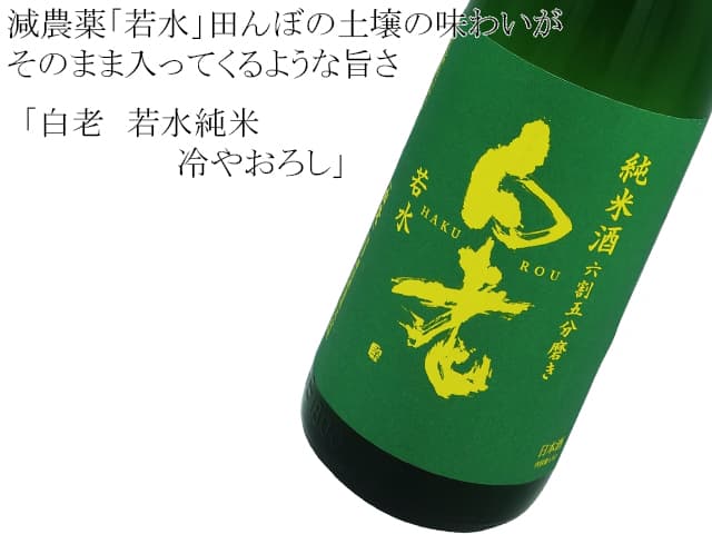 白老 若水純米冷やおろし