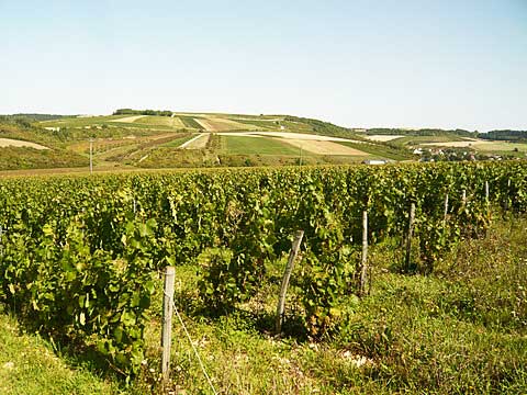 Alice et Olivier de Moor Bourgogne Chitry アリス・エ・オリヴィエ・ド・ムール ブルゴーニュ シトリ－