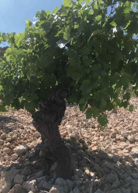 Bodegas Cinco Leguas