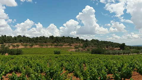 BODEGAS SENTENCIA ボデガス・センテンシア