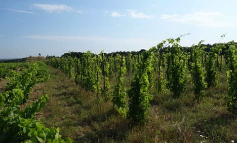 ドメーヌ・レオニヌ