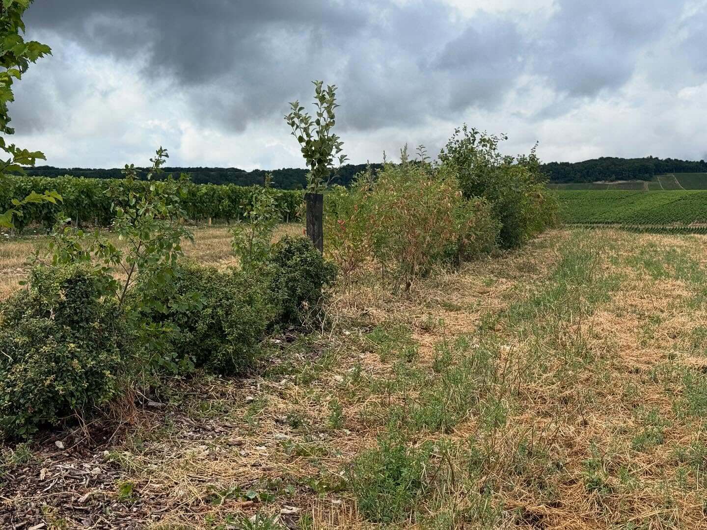 Domaine-Pattes-Loup_ph02