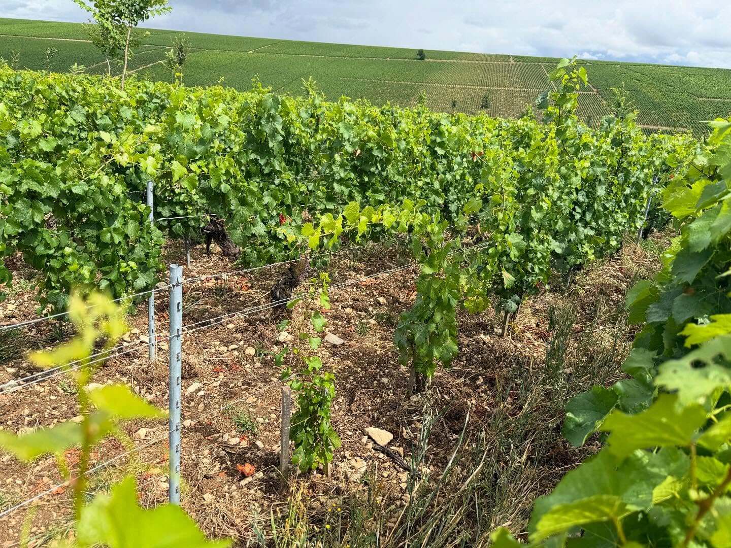 Domaine-Pattes-Loup_ph03