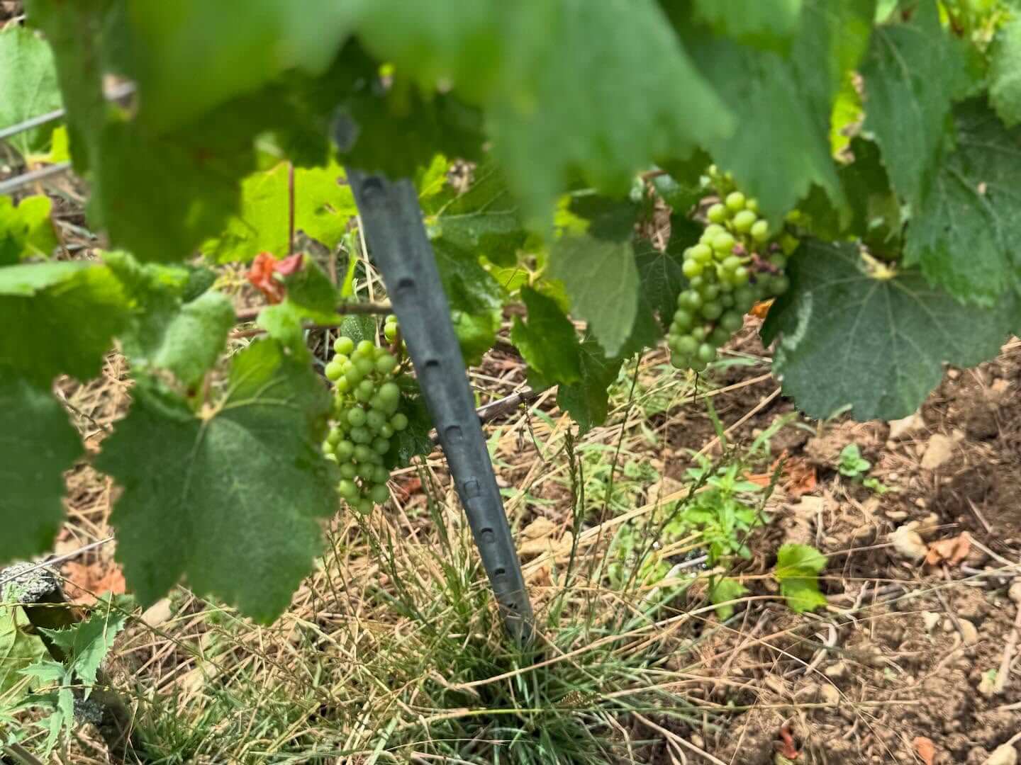 Domaine-Pattes-Loup_ph04