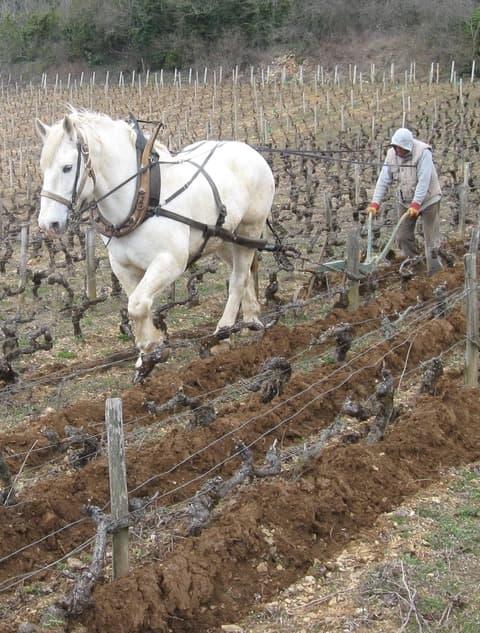 Domine des Rouges Queues