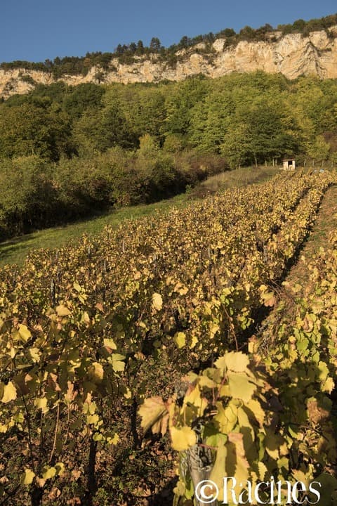 La Vigne du Perron ラ・ヴィーニュ・デュ・ペロン / KATAPHNA