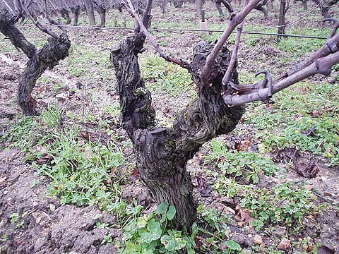 Le Clos du Tue-Boeuf ル・クロ・デュ・チュ＝ブッフ