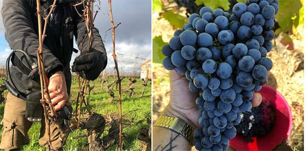 Domaine Les Grandes Vignes