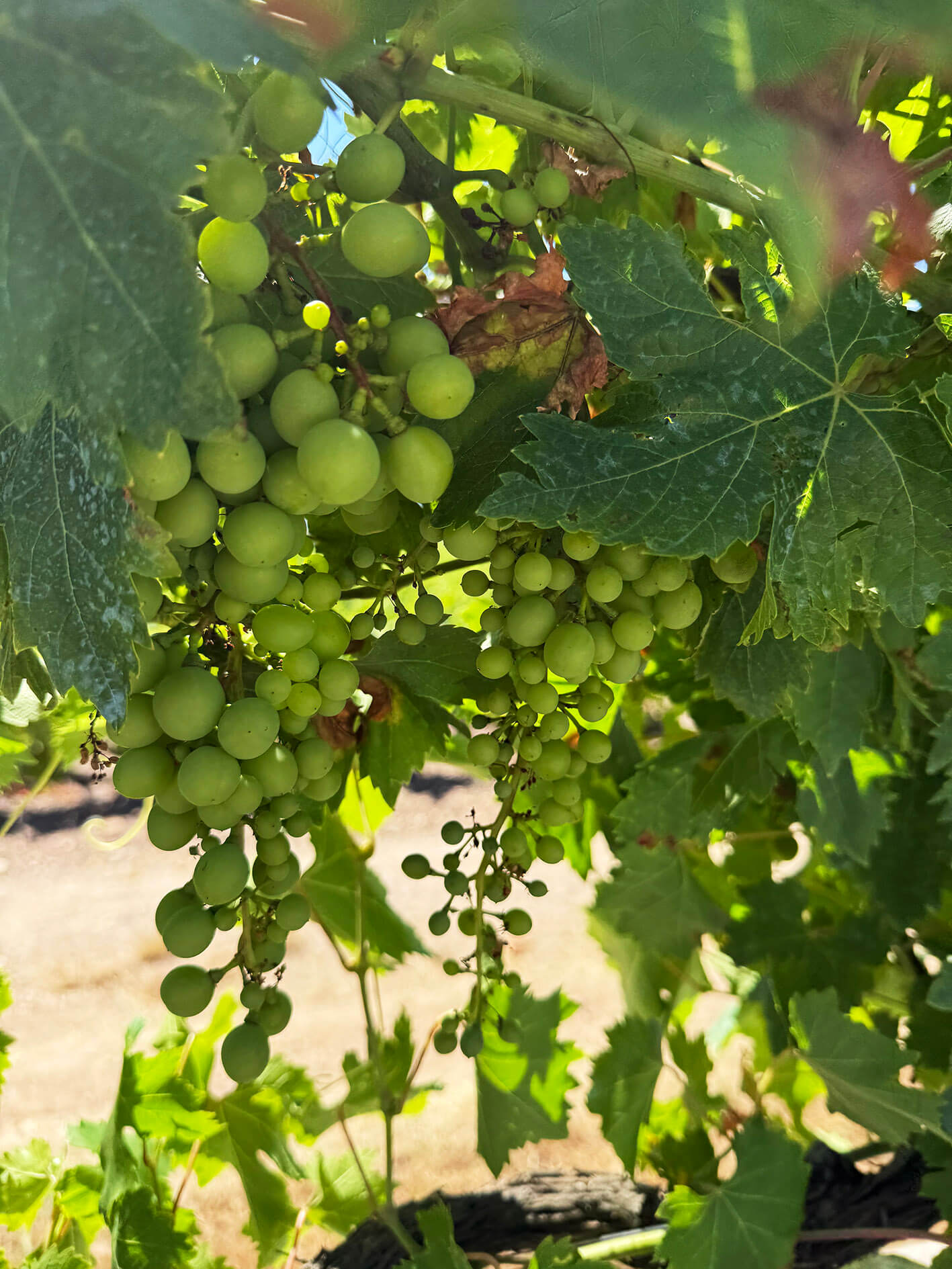 Marcel-Lapierre_ph03