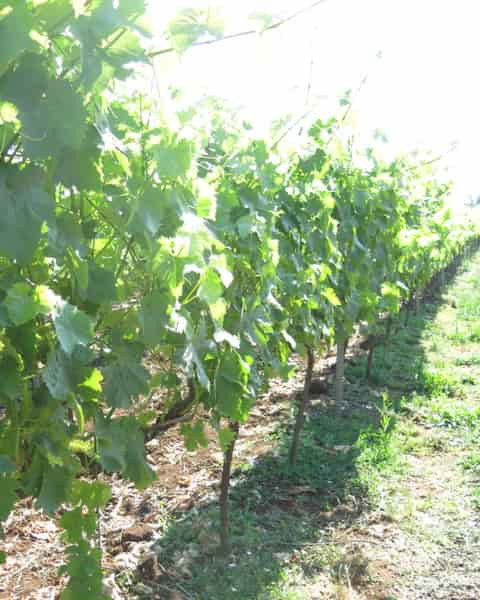 ピアーナ・デイ・カステッリ　Piana dei Castelli