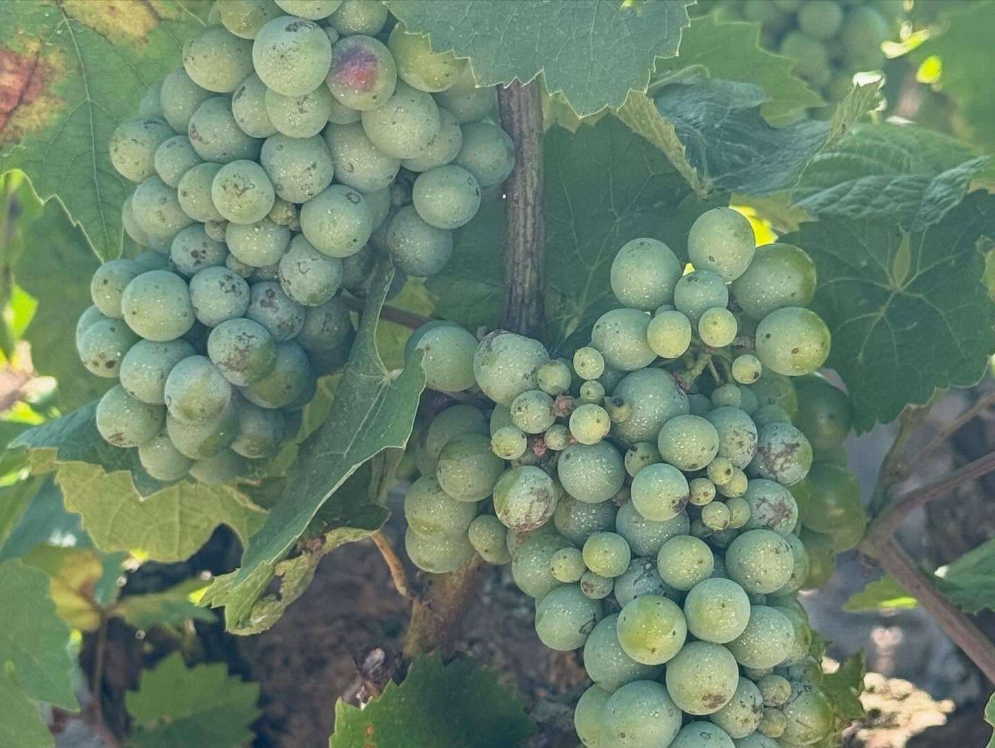 Yann_Bertrand_2025_ph12