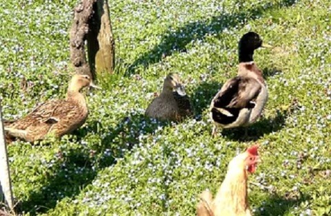 アッラ・コスティエッライメージ２