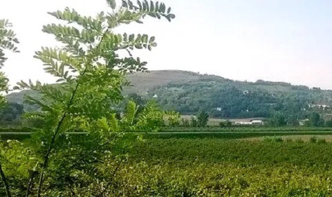 アッラ・コスティエッライメージ４