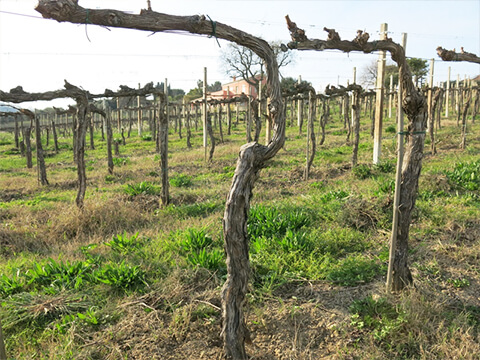 ボッカディガッビアイメージ３