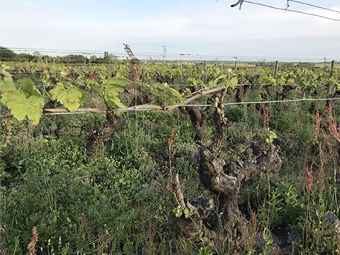 コンプレモンテール　イメージ１