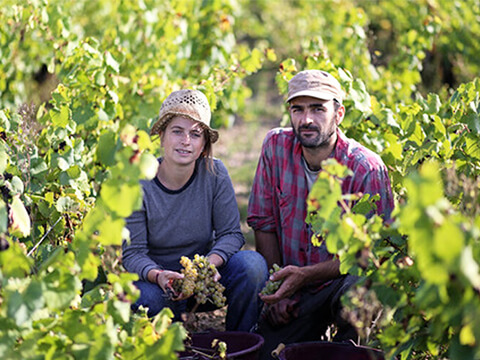 コンプレモンテールイメージ３