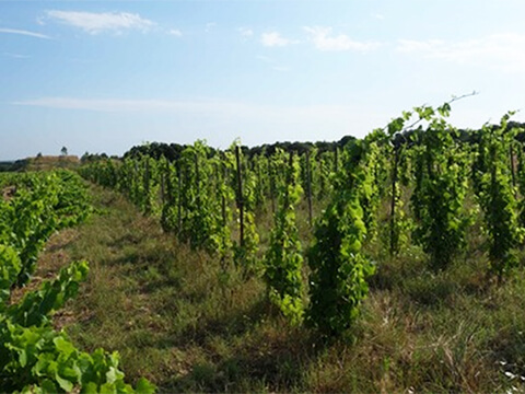 ドメーヌレオニヌイメージ1