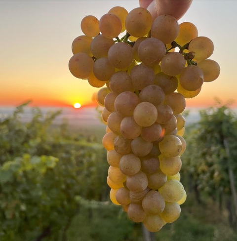 domaine-pierre-weber_ph003
