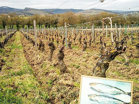 ドメーヌ・ロベール・ドゥノジャン イメージ２