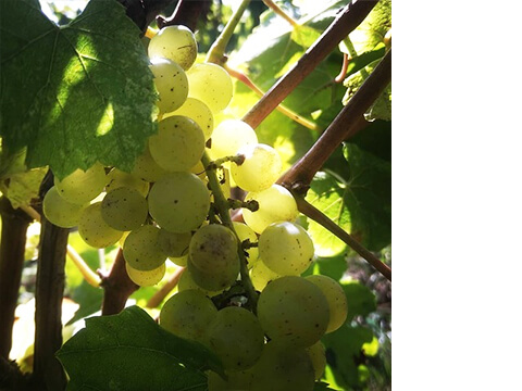 ドメーヌ・ロベール・ドゥノジャン イメージ５