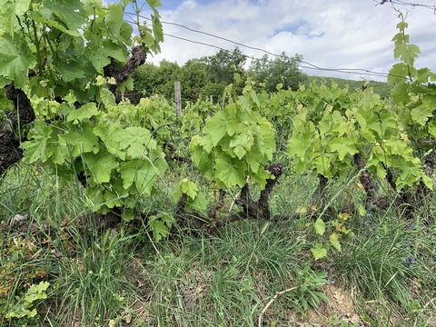domaine-thymiopoulos_ph002