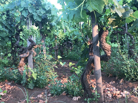 イクストーディーイメージ２