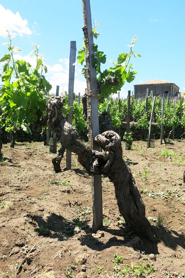 i-vigneri-auroraイメージ２