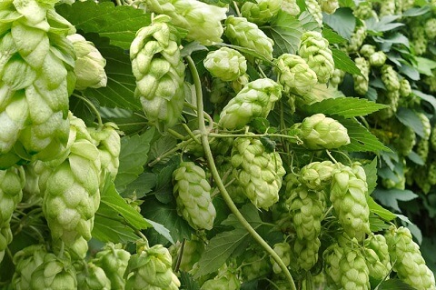 イナデイズfreshmystイメージ2