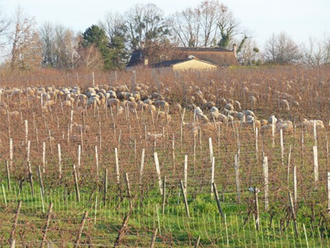 Jonc Blanc Fruit / ジョン・ブラン フリュイ 赤　2019