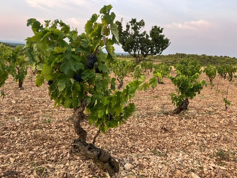 le-petit-domaine-de-gimios_ph01