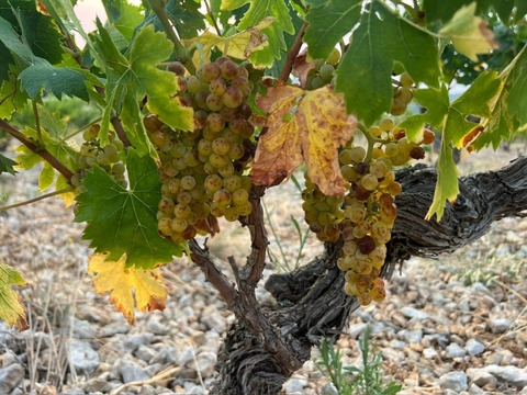 le-petit-domaine-de-gimios_ph06