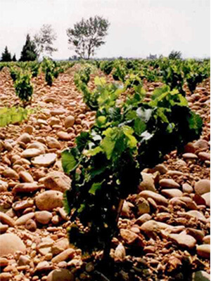 エステザルグ協同組合イメーじ３