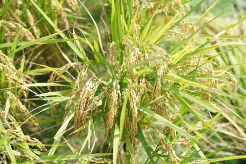LIBROM画像4