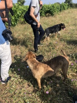 ドメーヌ・レオニヌ ケ・パサ ？ロゼ