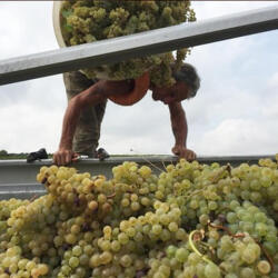 Domaine de l’Enclos / ランクロ イメージ5