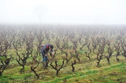 二コラ・ストーイメージ２