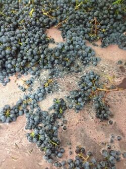 QUANTUM  /クアントゥム　Der Herr Baumann / デア・ヘア・バウマン 2020　ロゼ