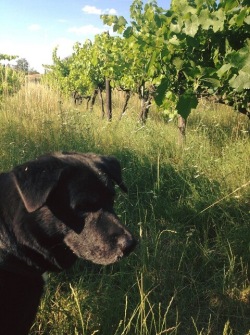 QUANTUM  /クアントゥム　Der Herr Baumann / デア・ヘア・バウマン 2020　ロゼ　イメージ４