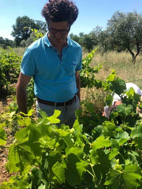 モンドマリー画像１