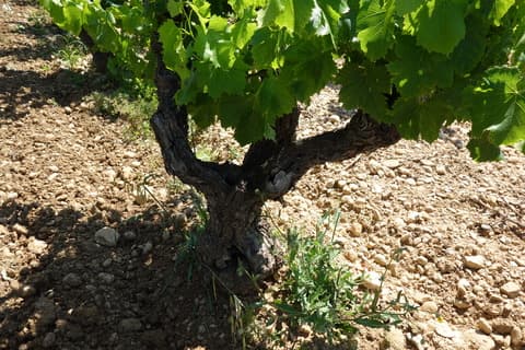 モンドマリー画像２