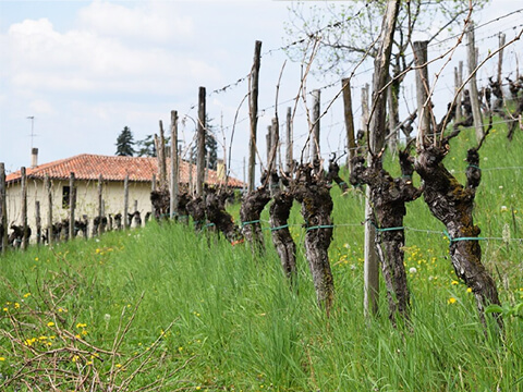 ニコラマンフェッラーリイメージ２