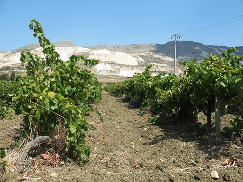 ヌースイメージ２