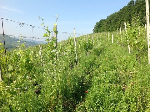 プンセットイメージ３