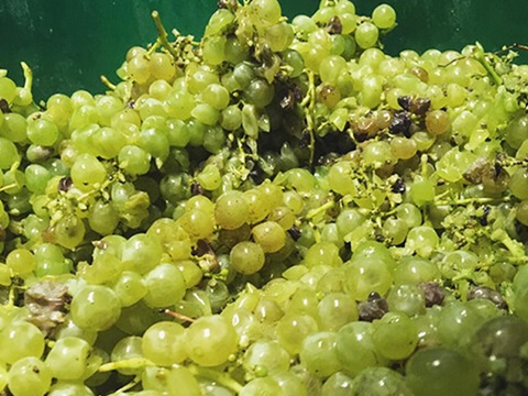 ソイルセラピーイメージ3