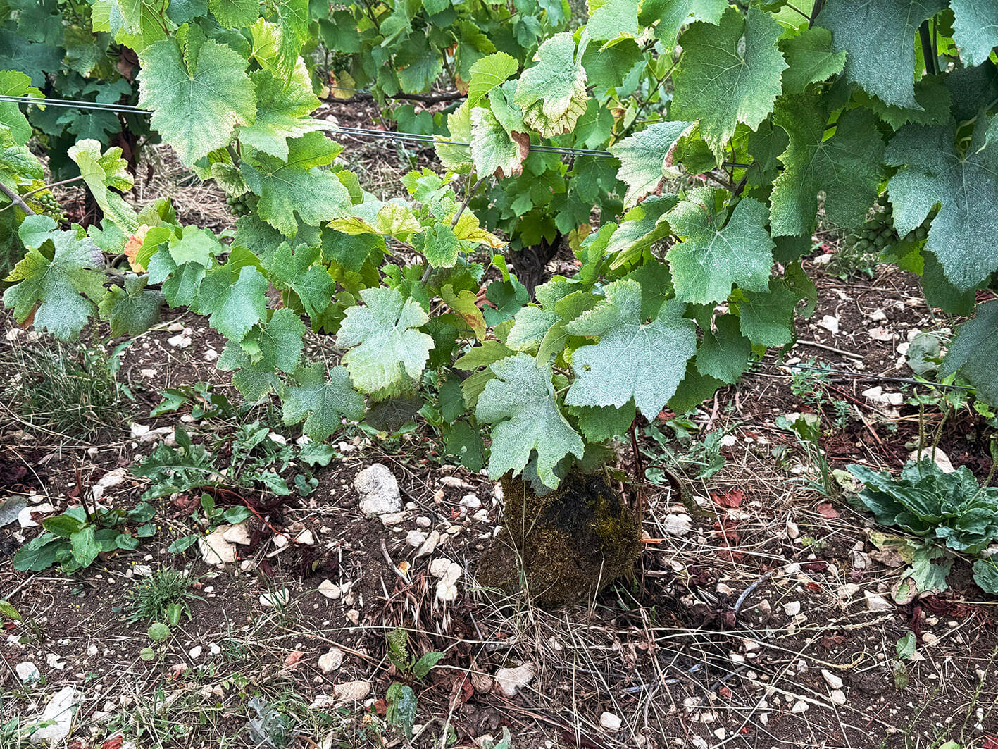 thomas-de-marne_ph02