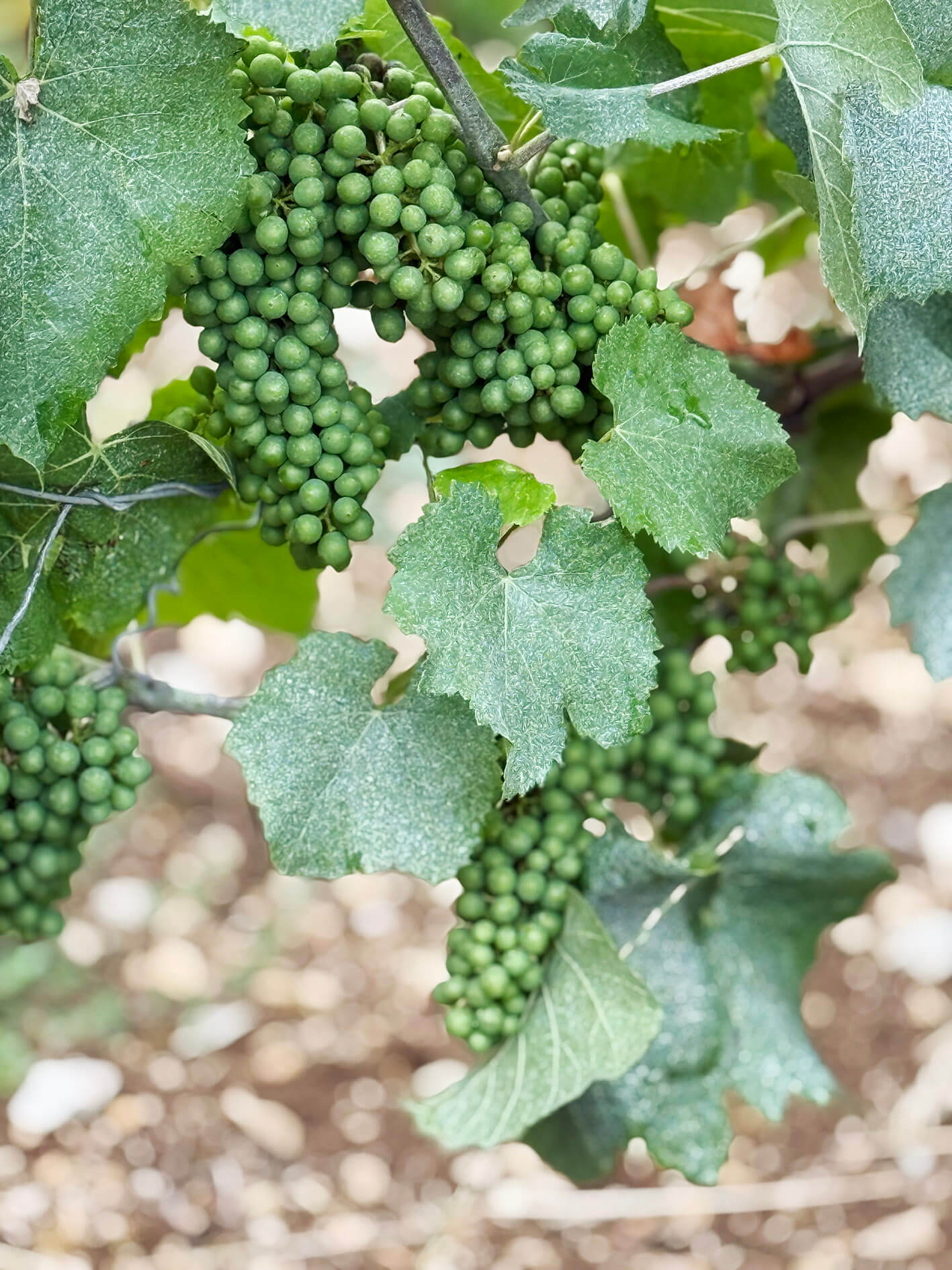 thomas-de-marne_ph04