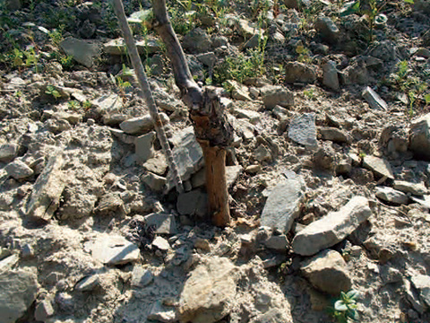 ヴァイングート・ヴァイガント イメージ3